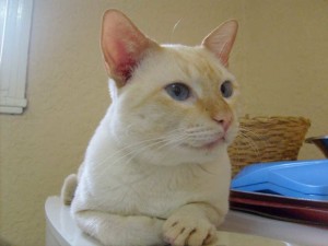 Siam Blue Eros de Arte Gatos